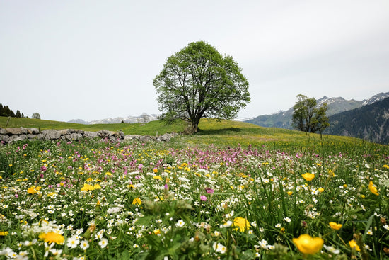 A field of blooming wildflowers with a tree and mountains in the distance.