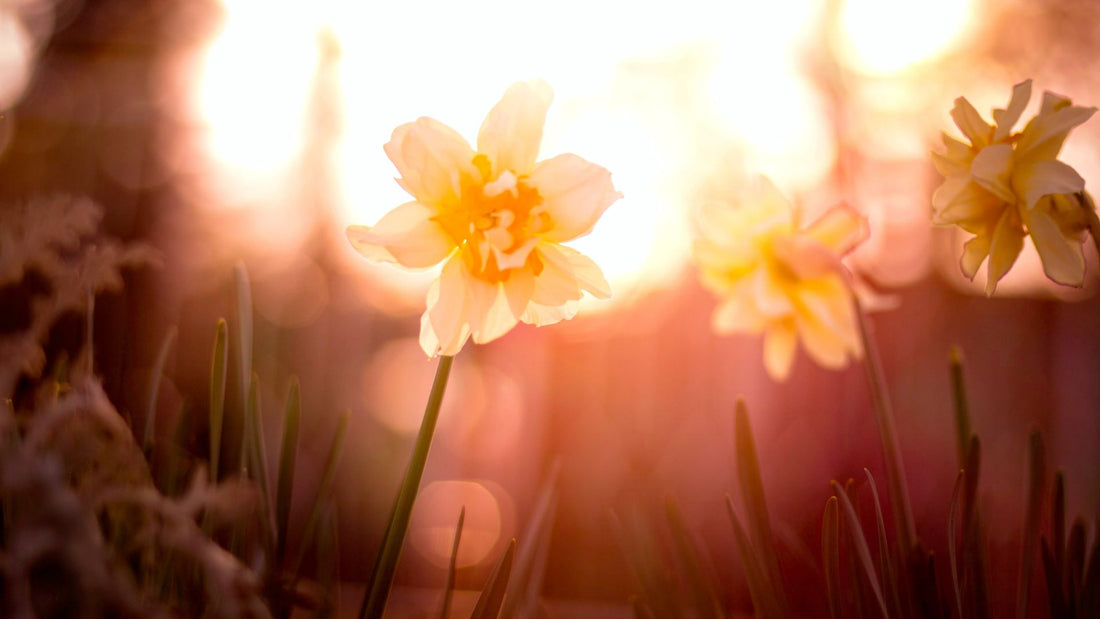 How to Celebrate Ostara, the Vernal Equinox-Sea Witch Botanicals