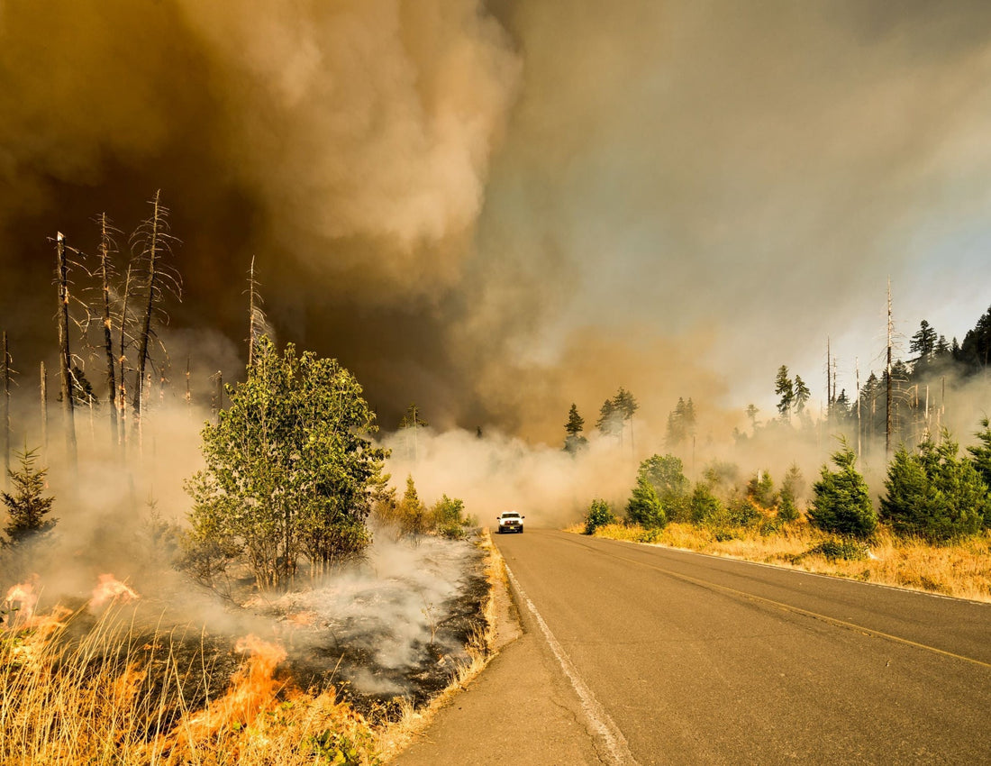 Wildfire & Smoke Safety Resources-Sea Witch Botanicals