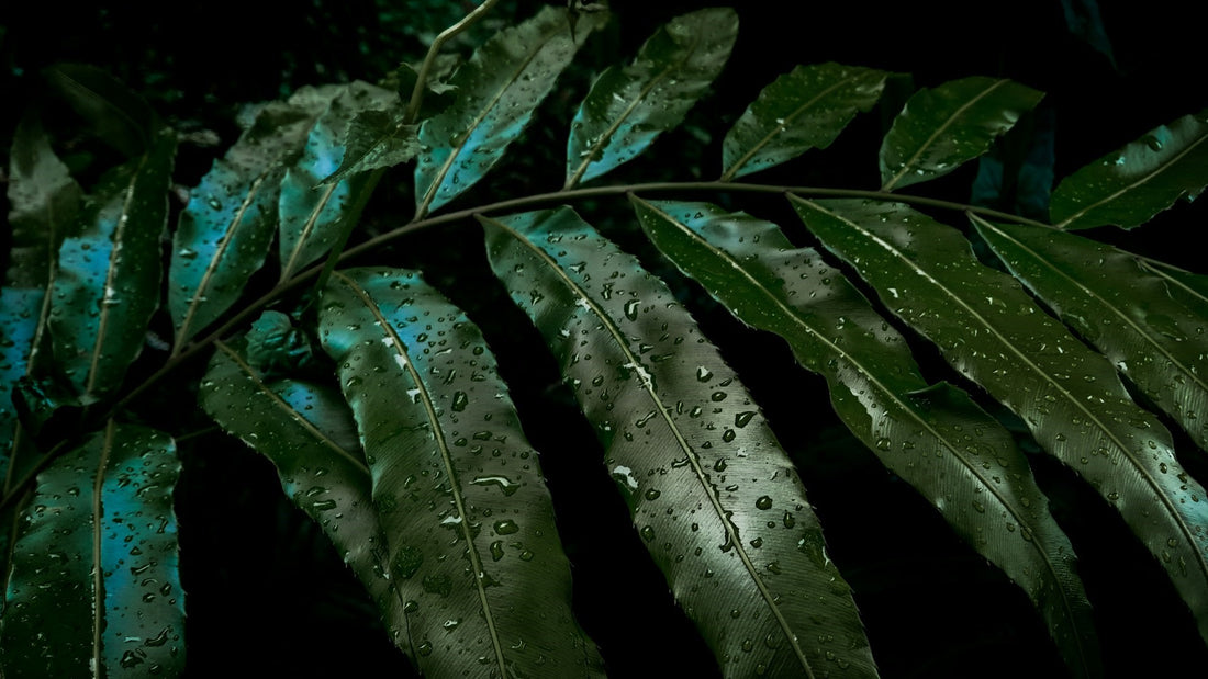 a close-up of some wet leaves on a dark background