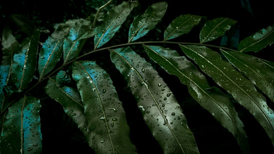 a close-up of some wet leaves on a dark background