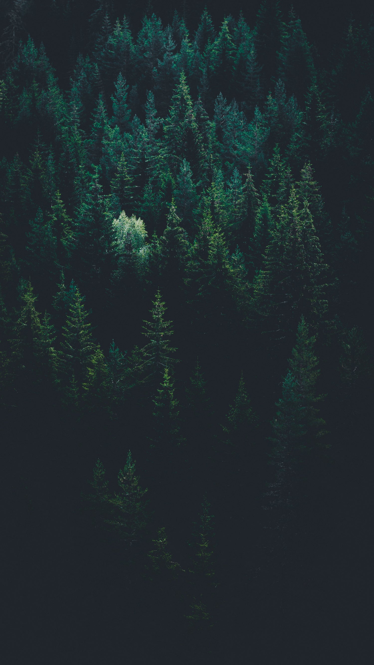 Evergreen Forest (Photo by Evgeni Evgeniev on Unsplash)