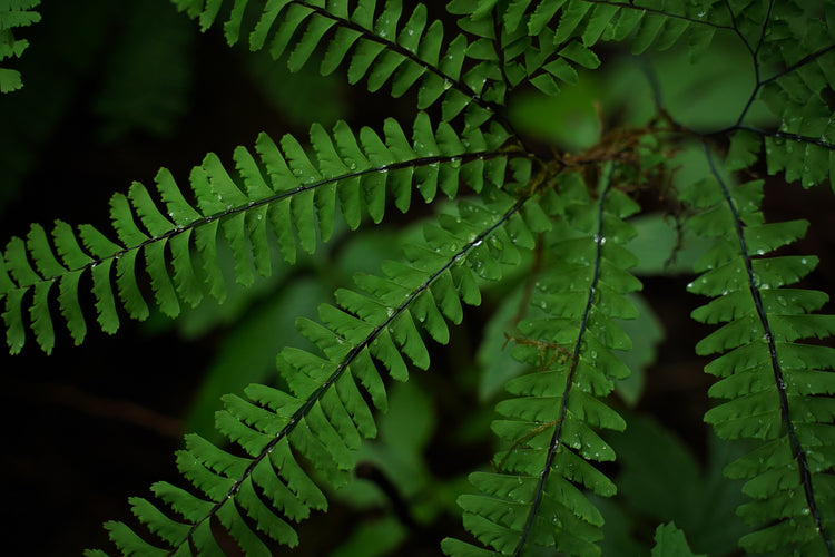 Maidenhair fern closeup with rain drops