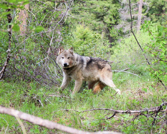 Wolves in Washington - Guest Blog from Conservation Northwest-Sea Witch Botanicals