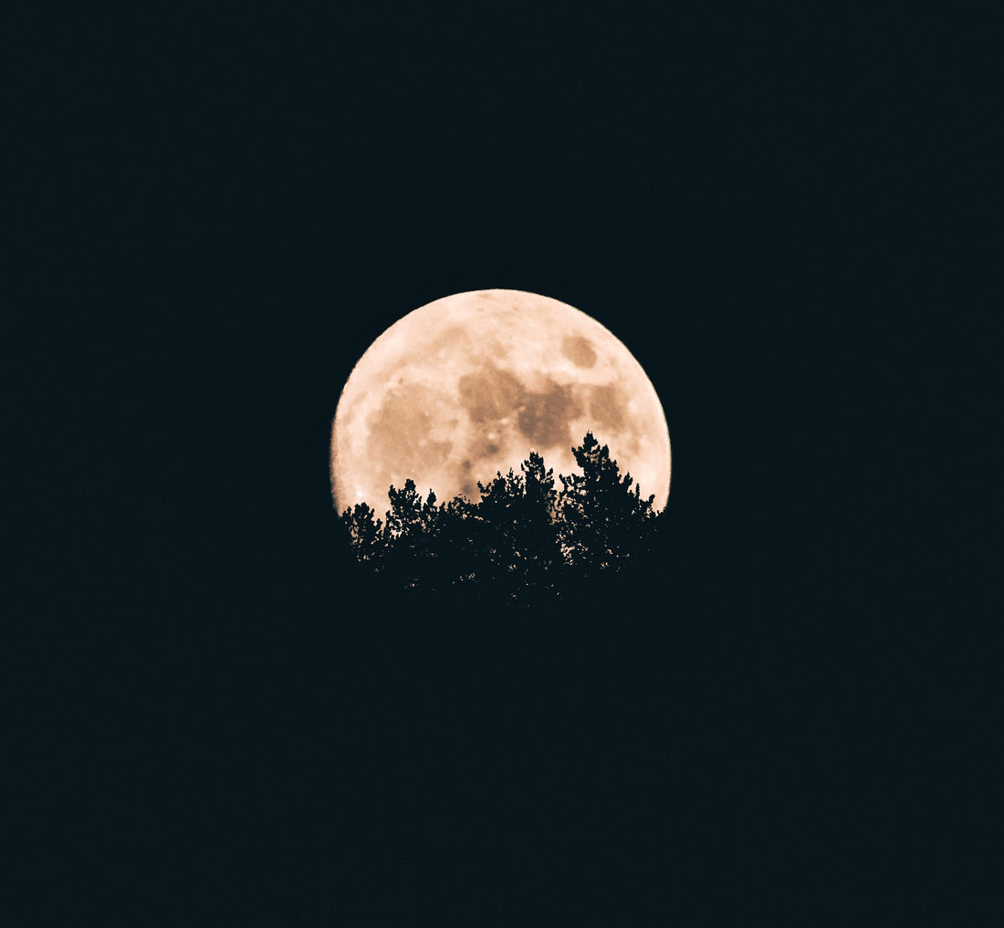 Full Moon rising, yellow hue, evergreen tree silhouetted at the base of the moon