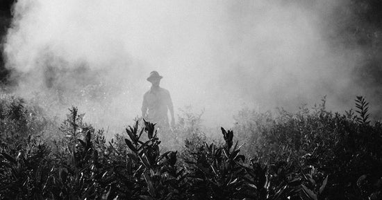 Environmental Racism: The Plight of Farmworkers-Sea Witch Botanicals