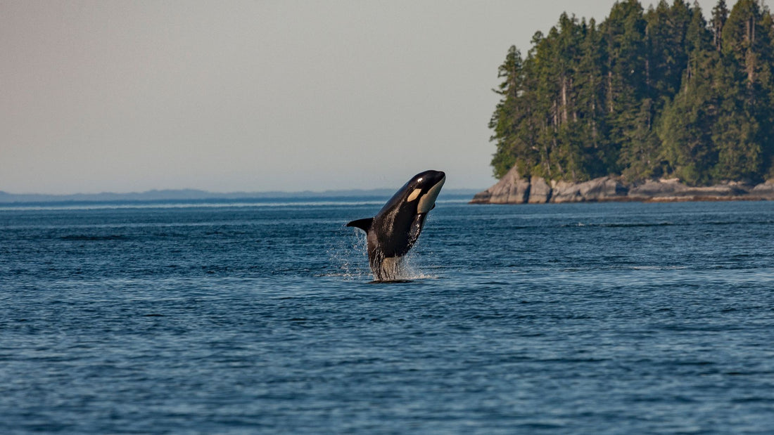 There is Hope: Baby Orcas in the PNW-Sea Witch Botanicals