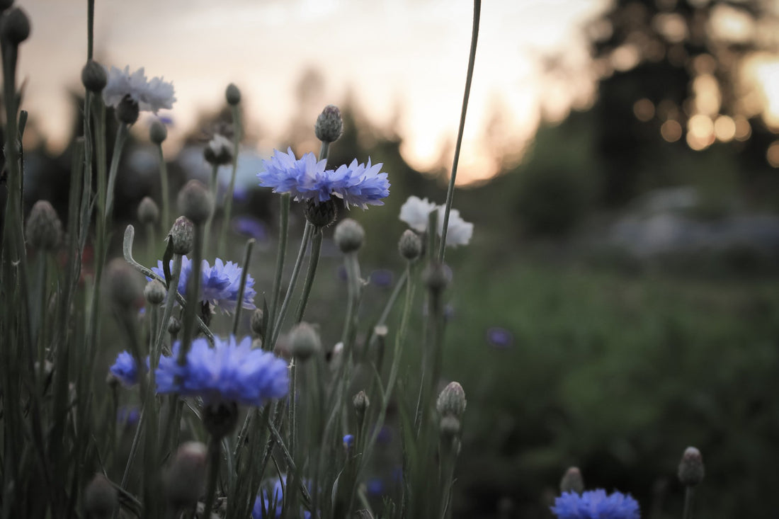blue flowers in a field