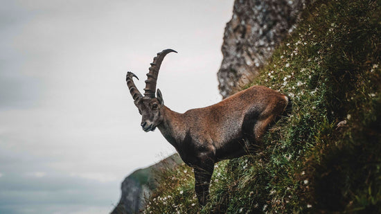 A mountain goat with large horns stands on a steep and lush cliffside.