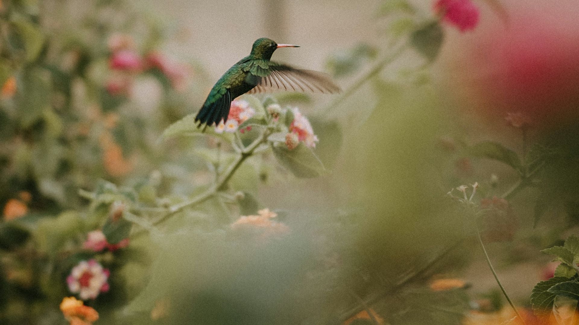 Why Hummingbirds Are So Special