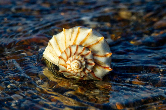 Sea Witch Botanicals Earns High Praise on the YUKA App: A Win for Conscious Consumers-Sea Witch Botanicals