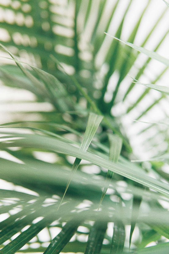 Closeup photography of palm leaves.