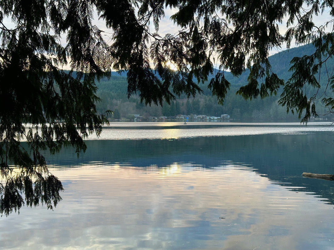 dreamy view of Lake Samish around sunset under a shower of cedar boughs.