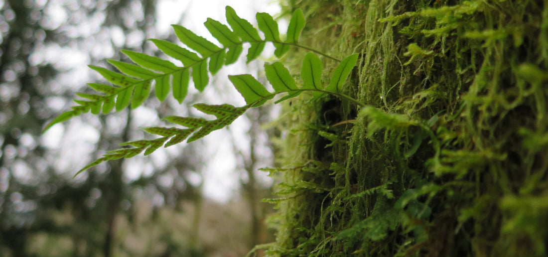 How Nature Heals the Mind, Body, and Spirit-Sea Witch Botanicals