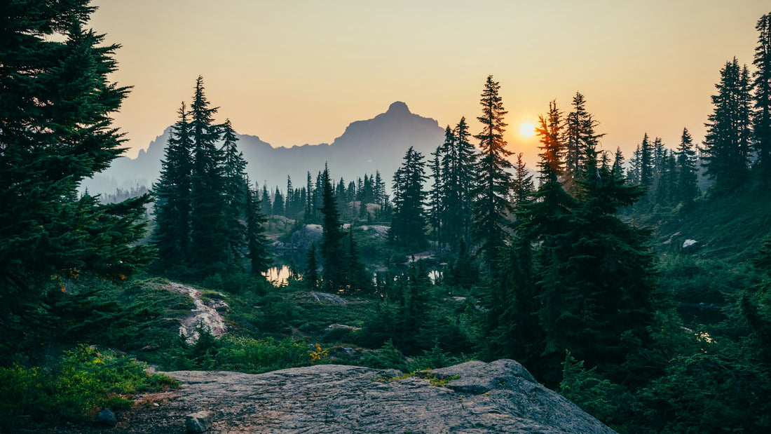 Pine trees field near mountain under sunset