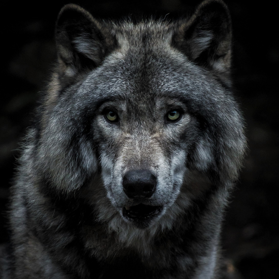 Wolves in Washington