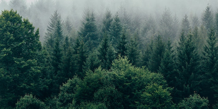 Evergreen Forest (Photo by Filip Zrnzevic on Unsplash)